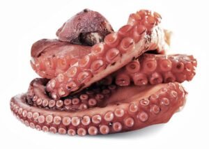 Pulpo del Norte (calibre 1.5-2)